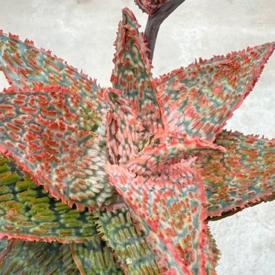 LOT643 Aloe EN60  20SEEDS harvest 2024