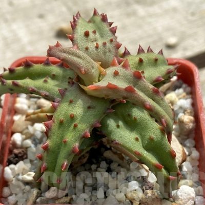 LOT644 10 SEEDS/10 СЕМЕНА Aloe castilloniae  harvest 2025