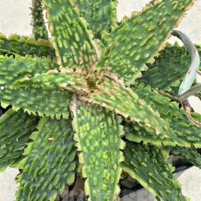LOT652 10SEEDS Aloe EN62 harvest 2024