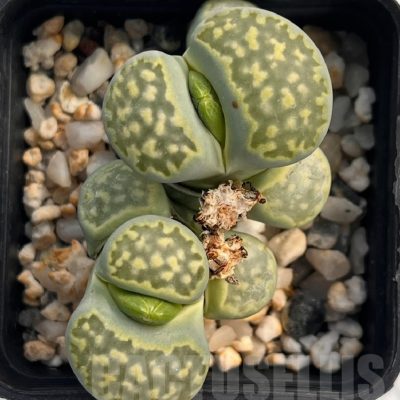 LOT700 50 SEEDS Lithops salicola `Malachite`  x Lithops julii `Fullergreen`  2024