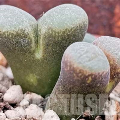 LOT705 20 SEEDS Ophthalmophyllum mix 2024