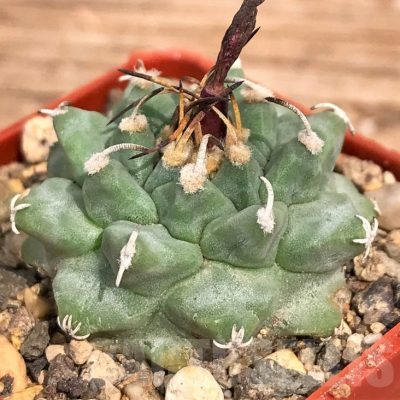 LOT706 20SEEDS Turbinicarpus alonsoi 2024