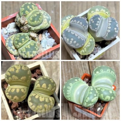 LOT708 50 SEEDS/50 СЕМЕНА  Lithops otzeniana mix 2024