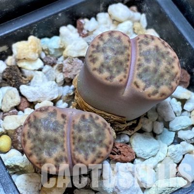 LOT71  50 SEEDS Lithops bromfieldii v. insularis C42, 2023
