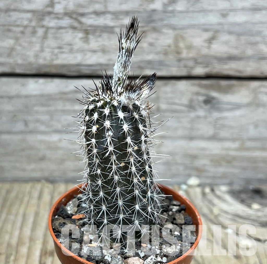 LOT710 20 SEEDS Setiechinopsis mirabilis 2024