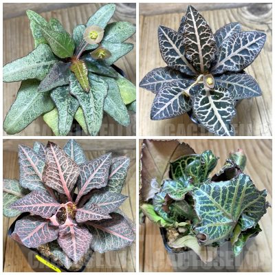 LOT713 5 SEEDS Euphorbia francoisii hybrid 2025