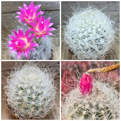 LOT325 20SEEDS/20 СЕМЕНА Neoporteria gerocephala 2026