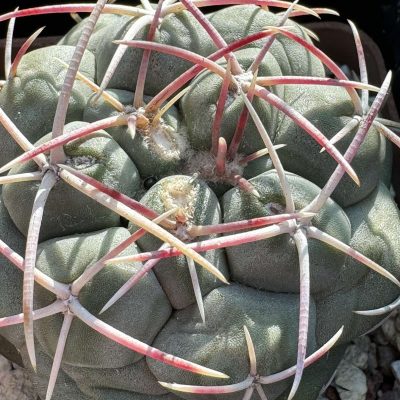 LOT719  10 SEEDS Thelocactus hexaedrophorus  FH 63 2024