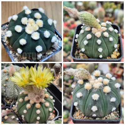 LOT727 10 SEEDS Astrophytum asterias 'Ooibo' 2025