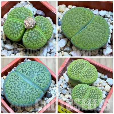 LOT733 20 SEEDS/20 СЕМЕНА  Lithops hookeri ‘ Anna Rosa’ 2025