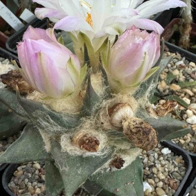 LOT735 10 SEEDS/10 СЕМЕНА  Ariocarpus trigonus, La Escondida 2025