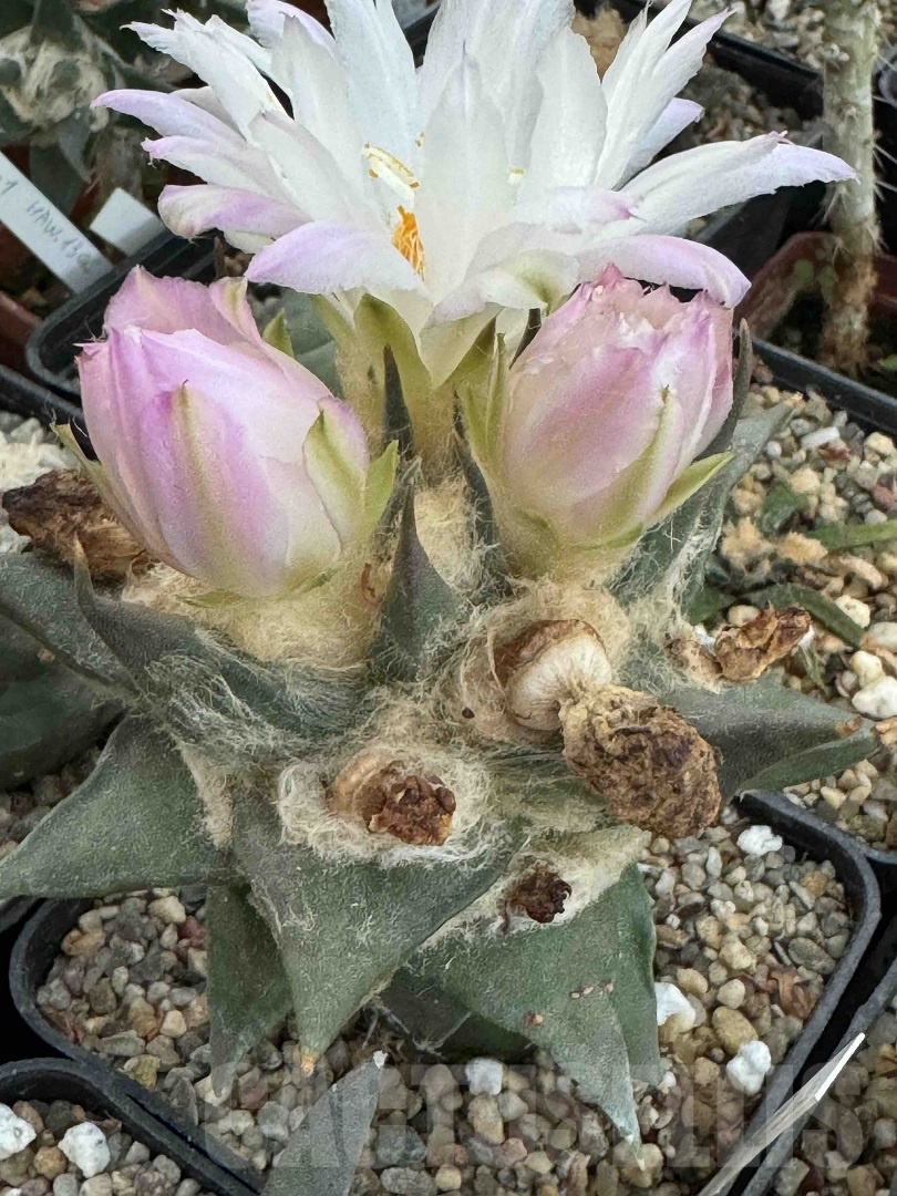 LOT735 10 SEEDS/10 СЕМЕНА Ariocarpus trigonus, La Escondida 2025