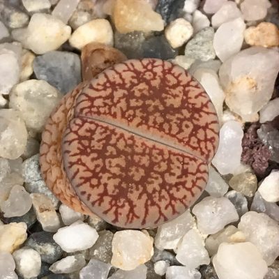 LOT738 20 SEEDS Lithops aucampiae ssp. euniceae v. euniceae C 048, Harvest 2024