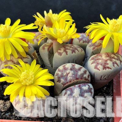 LOT739  50 SEEDS Lithops dorotheae, Harvest 2024