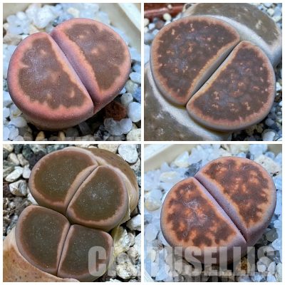 LOT741 50 SEEDS/50 СЕМЕНА Lithops karasmontana ssp. bella 'Fenestrata' 2024