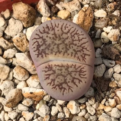 LOT745 50 SEEDS Lithops aucampiae subs. euniceae var. fluminalis C54, Harvest2024