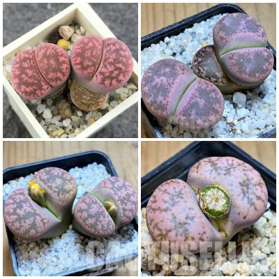 LOT746 20 SEEDS/20 СЕМЕНА Lithops gesinae v. annae, pink form, Harvest 2025