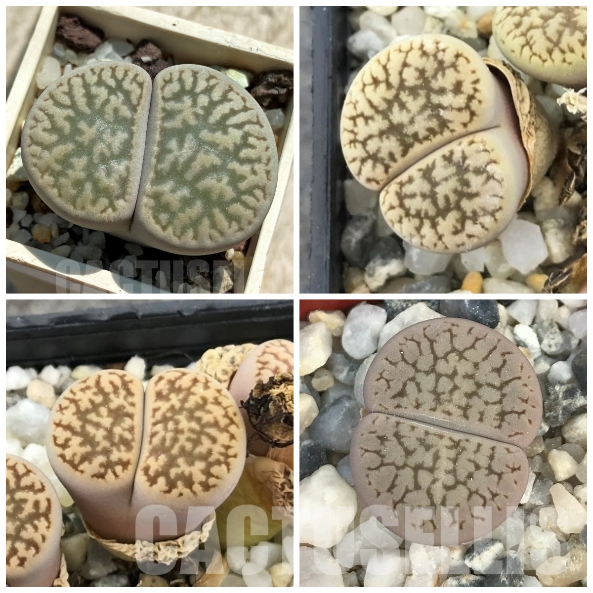LOT748 20 SEEDS Lithops hookeri v. susannae C91, Harvest 2024