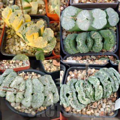 LOT751 10 SEEDS/10 СЕМЕНА  Haworthia truncata -Japan- mix x truncata f.variegata  2025