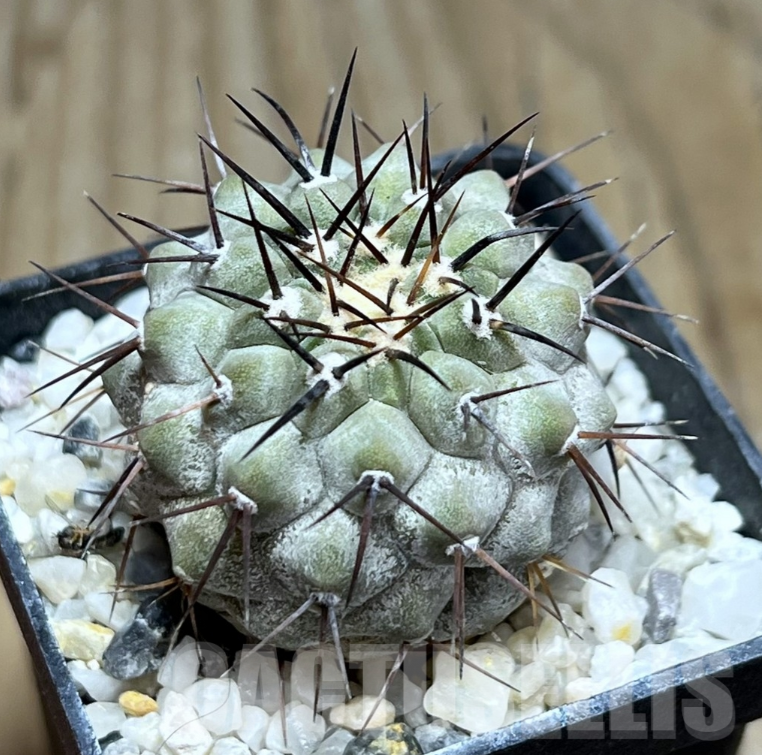 LOT766 10SEEDS Copiapoa cinerea cinerea GCG 15308 b SELECTION Quebrada Cortadera II., E of Taltal, 10260
