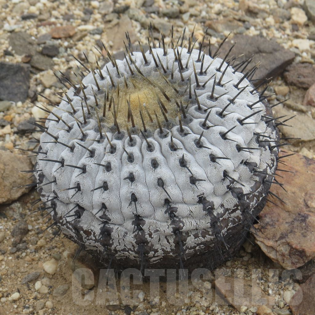 LOT767 10SEEDS Copiapoa columna-alba GCG 15246 paso Las Maderas - Leoncito, Chile 10284
