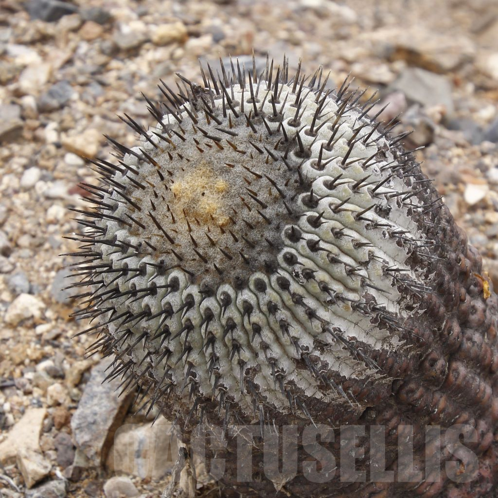 LOT781 10SEEDS Copiapoa columna-alba GCG 15233 Quebrada Peralillo I., N of Chaňaral, Chile 10272