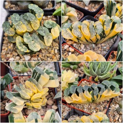 LOT788 10 SEEDS  Haworthia truncata f. variegata 2025