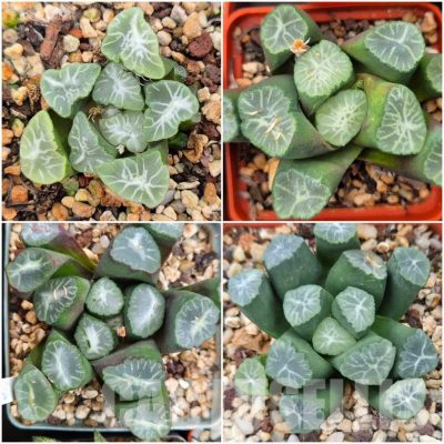 LOT792 10 SEEDS  Haworthia maughanii Japan MIX 2024