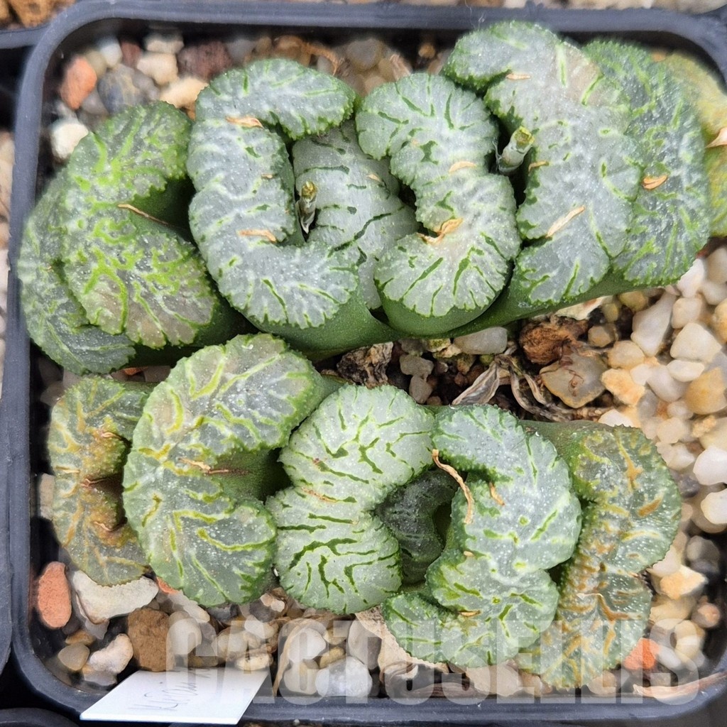 LOT798 10 SEEDS Haworthia truncata 'Black Fan Wutai Jade' 2024