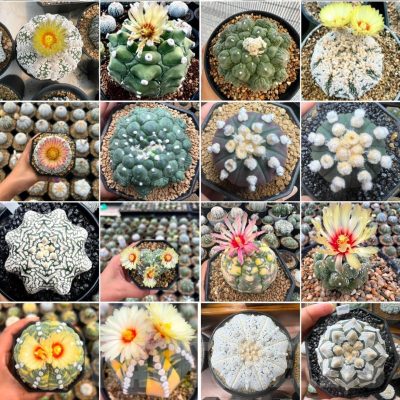 LOT803 20 SEEDS/20 СЕМЕНА  Astrophytum asterias hybrid mix -Tailand-   2026