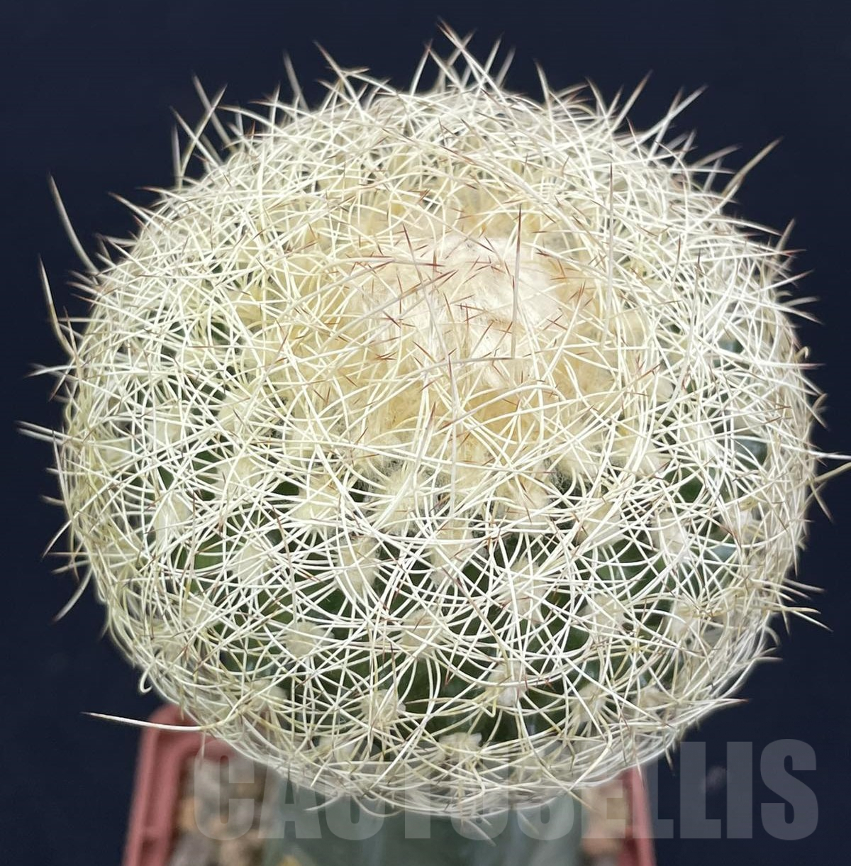 LOT804 50 SEEDS/50 СЕМЕНА Discocactus araneispinus HU440, 2024 - Image 2