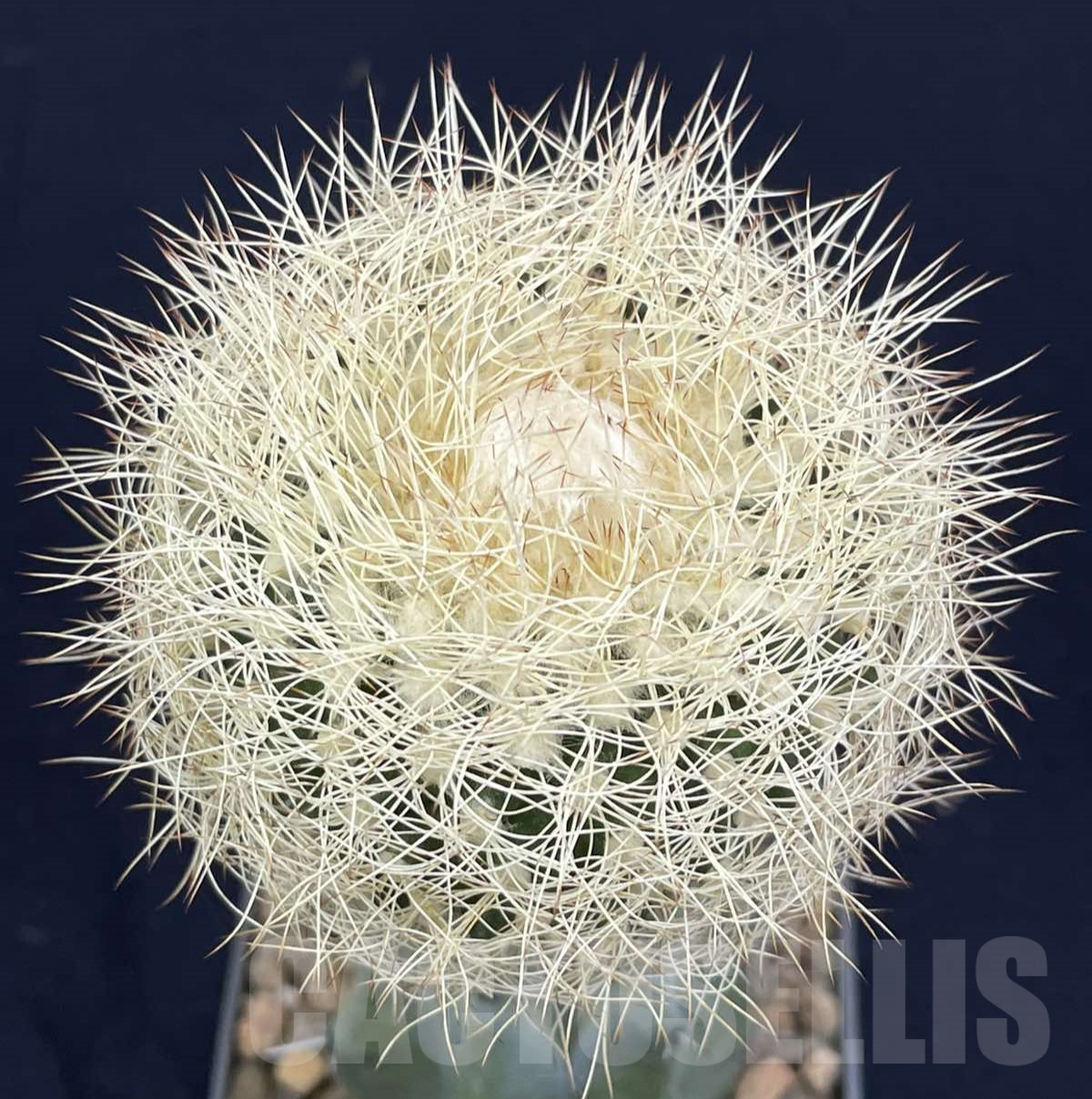 LOT804 50 SEEDS/50 СЕМЕНА Discocactus araneispinus HU440, 2024 - Image 3