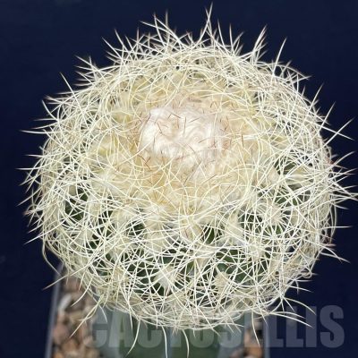 LOT804 50 SEEDS/50 СЕМЕНА  Discocactus araneispinus HU440, 2024