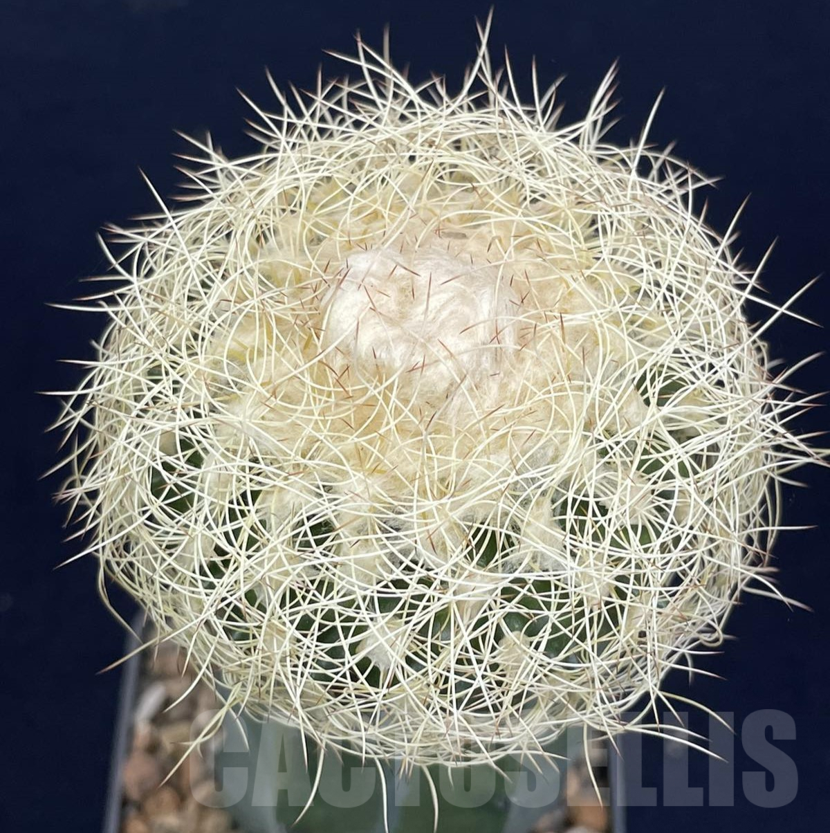 LOT804 50 SEEDS/50 СЕМЕНА Discocactus araneispinus HU440, 2024