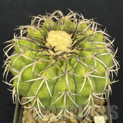 LOT806 50 SEEDS/50 СЕМЕНА  Discocactus chrystalophylus HU582, 2024