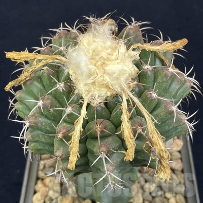 LOT807 20 SEEDS/20 СЕМЕНА  Discocactus v.magnimammus MH850, 2024