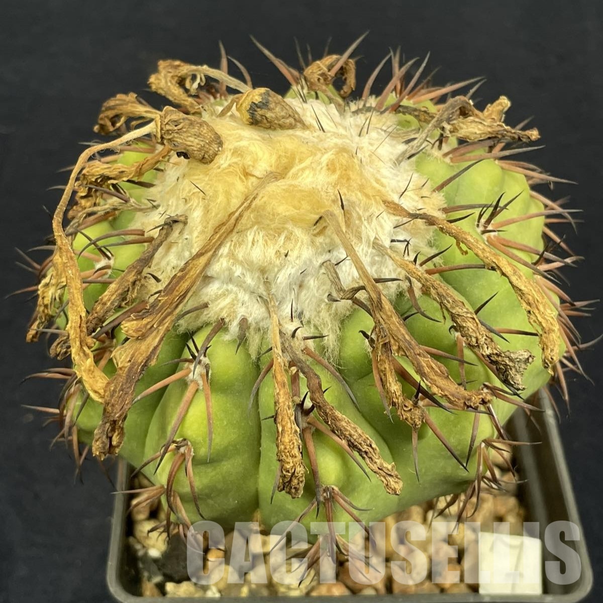 LOT1030 20 SEEDS/20 СЕМЕНА Discocactus latispinus HU 146, 2025 - Image 2