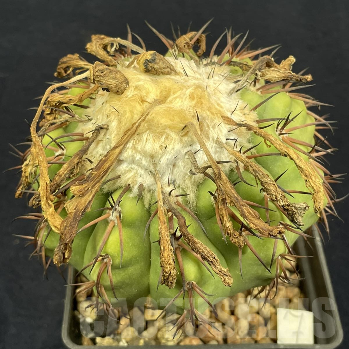 LOT809 50 SEEDS/50 СЕМЕНА Discocactus latispinus HU146, 2024