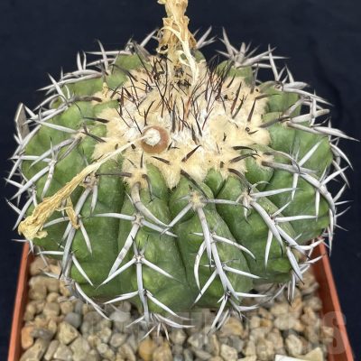 LOT810 50 SEEDS/50 СЕМЕНА  Discocactus latispinus HU639, 2024