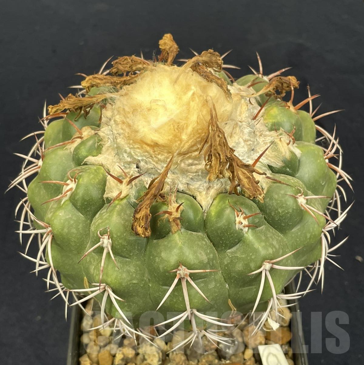 LOT811 50 SEEDS/50 СЕМЕНА Discocactus pugionacanthus HU462, 2024