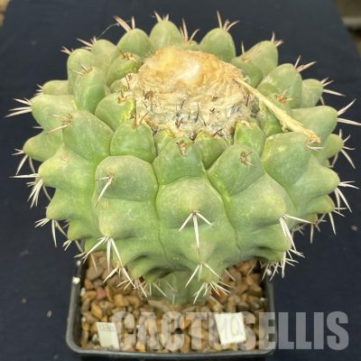 LOT1054 20 SEEDS/20 СЕМЕНА   Discocactus semicampaniflorus , 2025