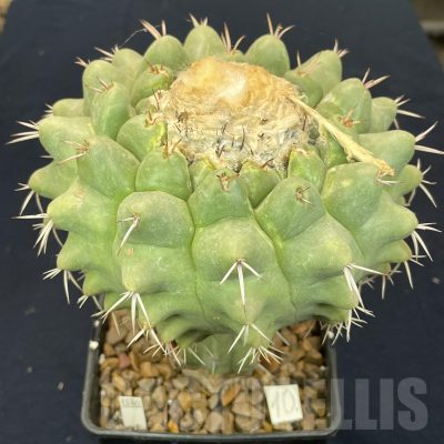 LOT812 20 SEEDS/20 СЕМЕНА  Discocactus semicampaniflorus, 2024