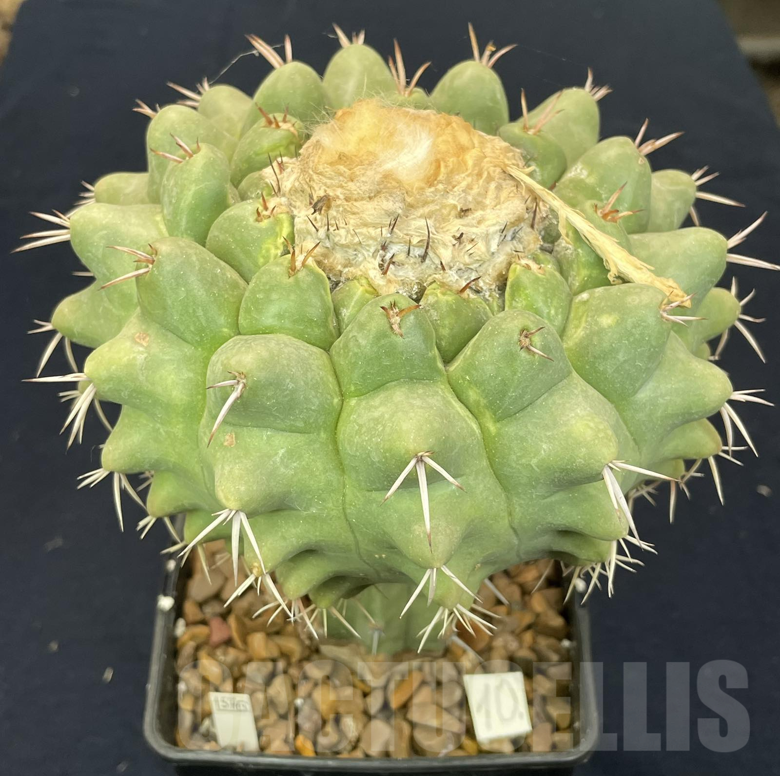 LOT812 20 SEEDS/20 СЕМЕНА Discocactus semicampaniflorus, 2024