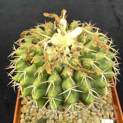 LOT813  50 SEEDS/50 СЕМЕНА  Discocactus subviridigriseus HU438, 2024
