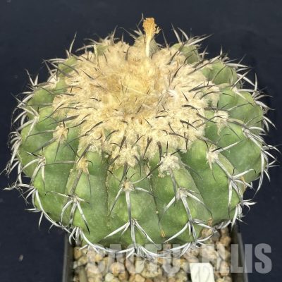 LOT1055 10 SEEDS/10 СЕМЕНА   Discocactus tricornis v.deflexispinus , 2025