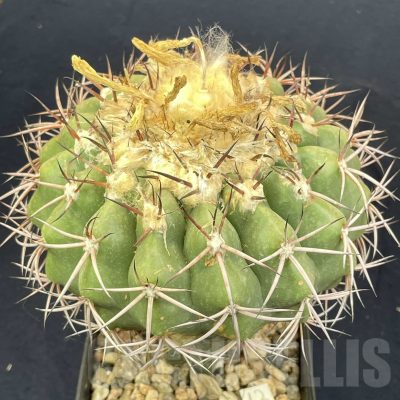 LOT815 50 SEEDS/50 СЕМЕНА  Discocactus sp. De Crominea, 2024