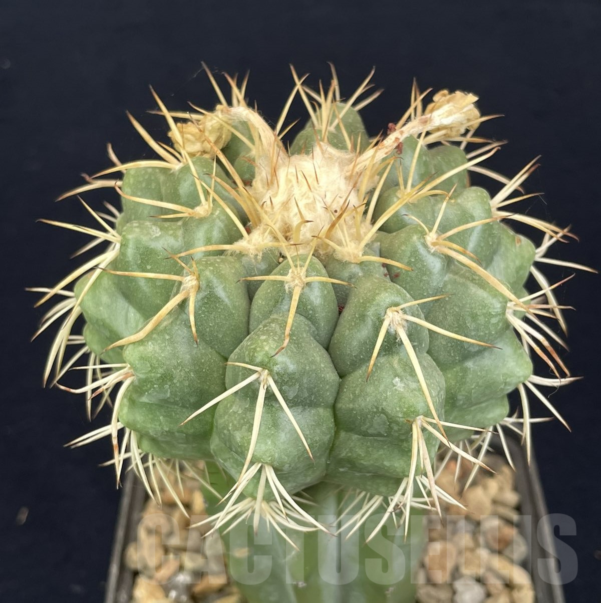 LOT817 20 SEEDS/20 СЕМЕНА Discocactus sp. MH754 -Fazenda Rancho Da Serra Bahia, 2024 - Image 2