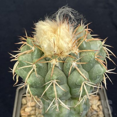 LOT817 20 SEEDS/20 СЕМЕНА  Discocactus sp. MH754 -Fazenda Rancho Da Serra Bahia, 2024