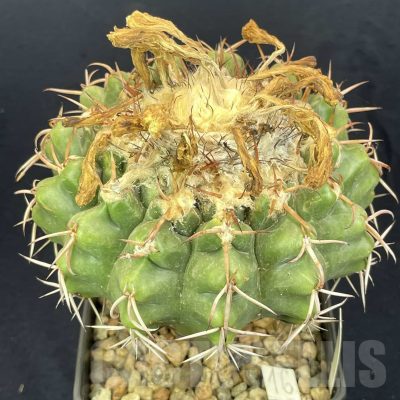 LOT818 20 SEEDS/20 СЕМЕНА  Discocactus mammulosus, 2024