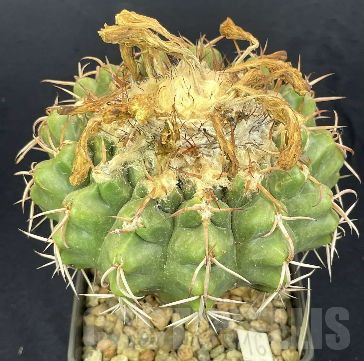 LOT818 20 SEEDS/20 СЕМЕНА Discocactus mammulosus, 2024